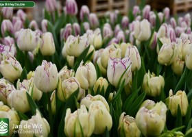 Tulipa Shirley Double ® (3)